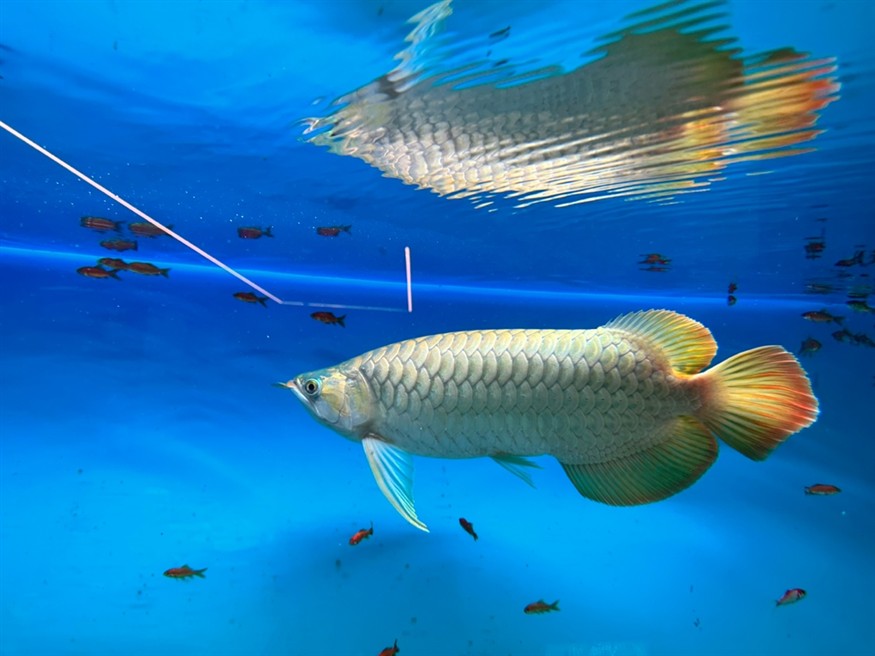 想賣掉龍魚