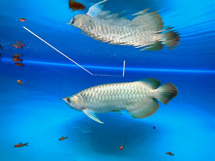想賣掉龍魚