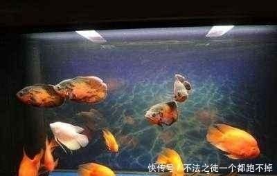 大大的魚缸里：大型魚缸適合養(yǎng)哪些類型的魚