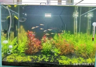 大大的魚缸里：大型魚缸適合養(yǎng)哪些類型的魚