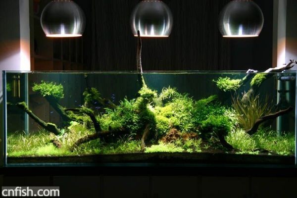 大大的魚缸里：大型魚缸適合養(yǎng)哪些類型的魚