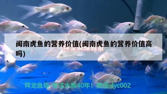 小型魚 閩南虎魚的營養價值(閩南虎魚的營養價值高嗎) 虎魚百科 閩南虎魚的營養價值(閩南虎魚的營養價值高嗎) 閩南虎魚的營養價值(閩南虎魚的營養價值高嗎) 虎魚百科