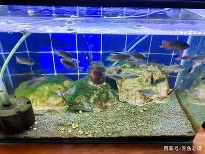 合肥廬陽區魚之家水族館（合肥廬陽區魚之家水族館地址）