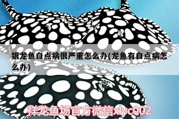 銀龍魚白點病很嚴重怎么辦(龍魚有白點病怎么辦)