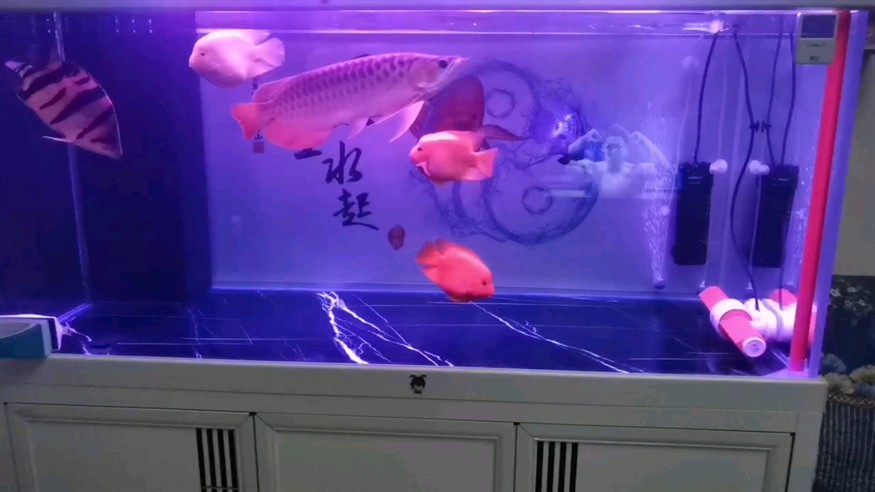 9月24日，打卡記錄，入缸4個月20天。
