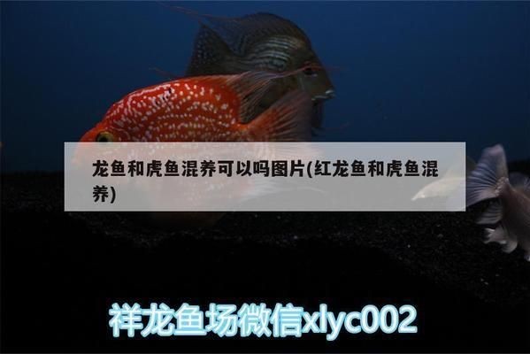 紅龍魚和虎魚混養怎么樣啊