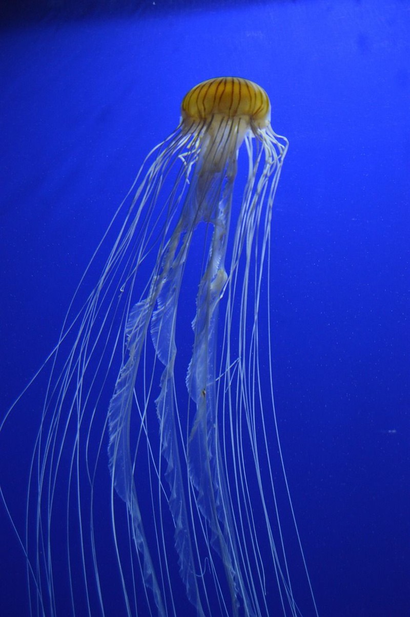 魚缸過濾改造方案圖片高清 魚缸過濾改造方案圖片高清大全