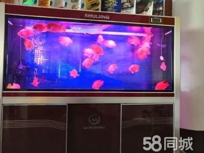 搬家魚缸和魚怎么處理干凈：搬家魚缸搬家注意事項在魚缸搬運過程中需要注意什么