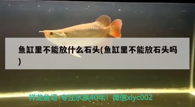 魚缸里不能放什么石頭(魚缸里不能放石頭嗎)