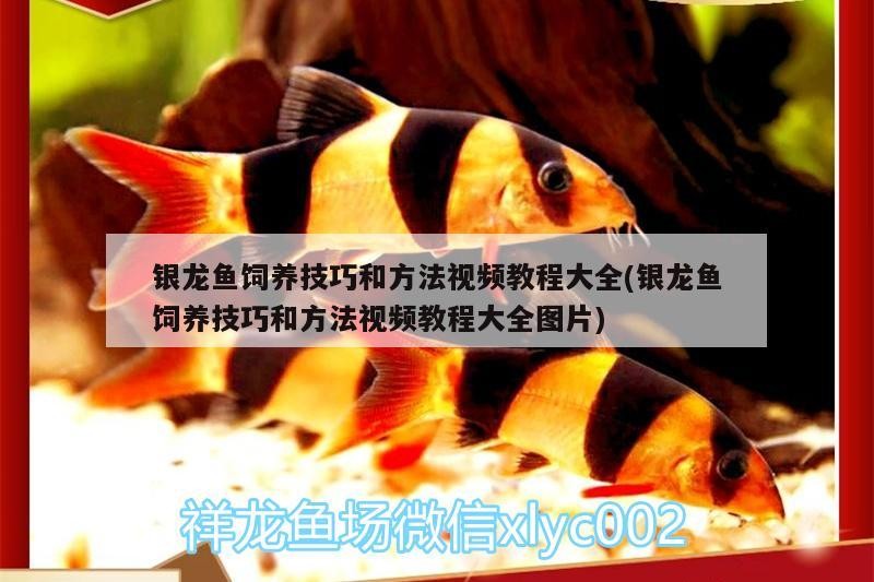 銀龍魚飼養技巧和方法視頻教程大全(銀龍魚飼養技巧和方法視頻教程大全圖片)