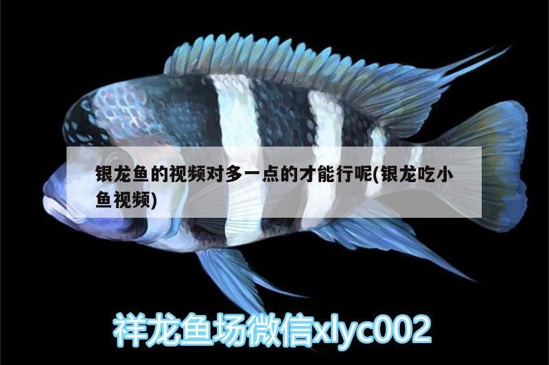 銀龍魚的視頻對多一點的才能行呢(銀龍吃小魚視頻)