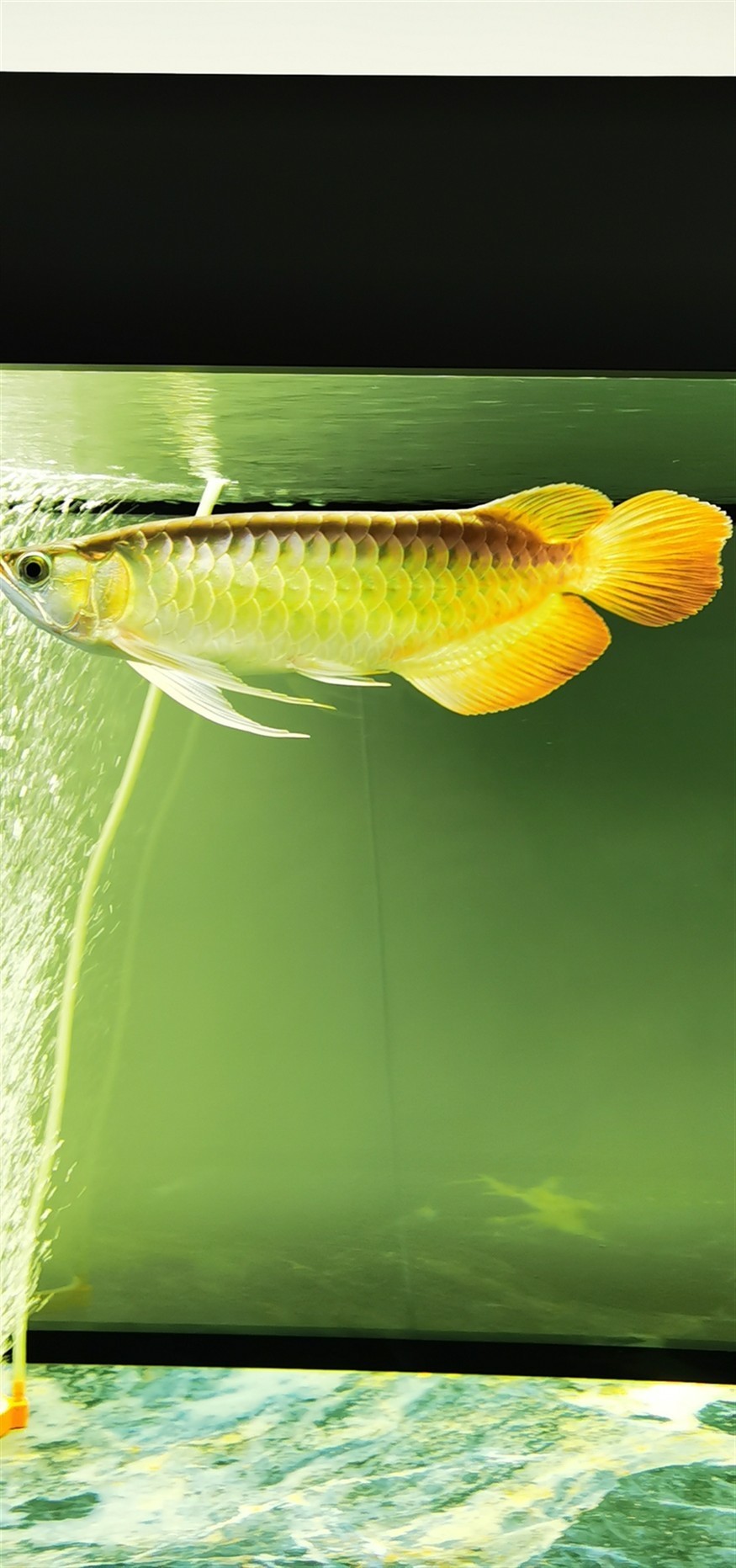 龍魚體型重塑