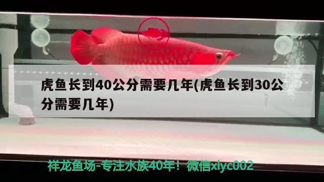 鸚鵡魚和銀龍魚混養怎樣喂食 虎魚長到40公分需要幾年(虎魚長到30公分需要幾年) 虎魚百科 虎魚長到40公分需要幾年(虎魚長到30公分需要幾年) 虎魚長到40公分需要幾年(虎魚長到30公分需要幾年) 虎魚百科
