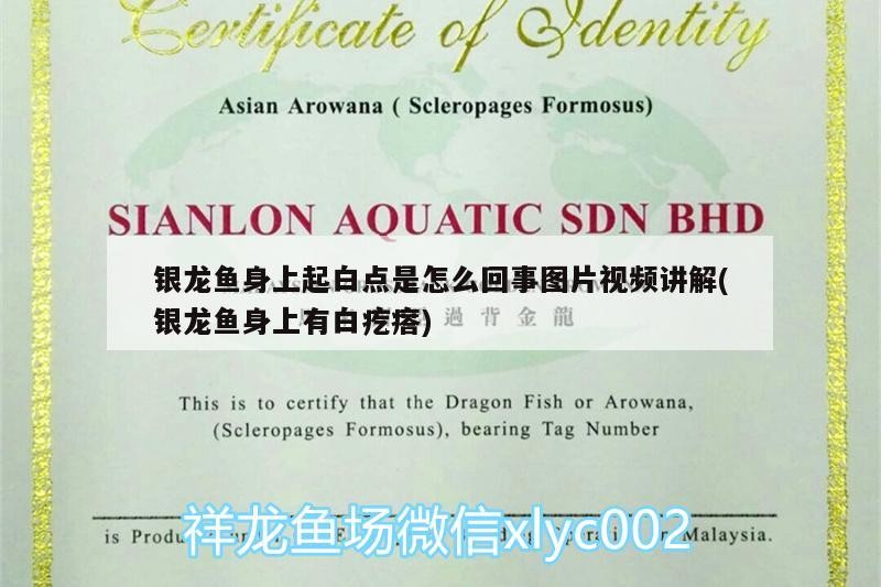 銀龍魚身上起白點是怎么回事圖片視頻講解(銀龍魚身上有白疙瘩) 銀龍魚身上起白點是怎么回事圖片視頻講解(銀龍魚身上有白疙瘩) 銀龍魚百科