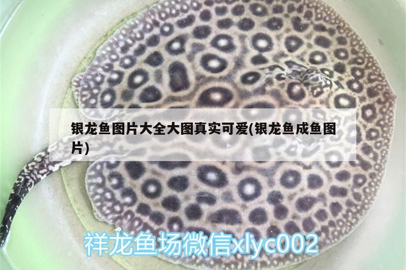 銀龍魚圖片大全大圖真實可愛(銀龍魚成魚圖片)