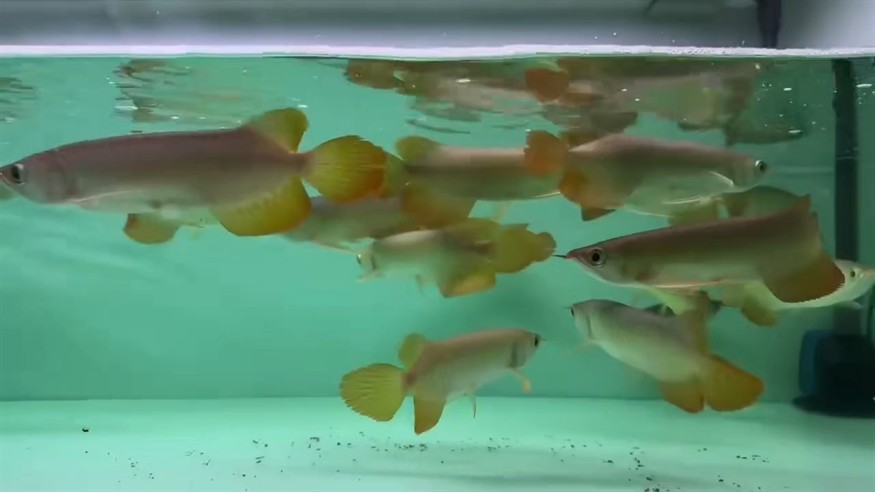 印尼小紅龍魚批發