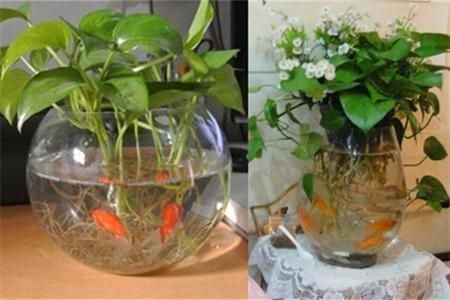 玻璃魚缸造景綠蘿：如何利用魚缸水養殖綠蘿
