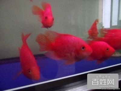大興魚缸賣魚缸的地方：北京大興區魚缸定制與保養介紹魚缸定制與保養介紹