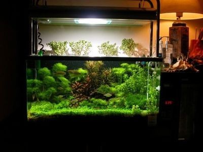 大魚缸怎樣清洗干凈魚：如何清洗大魚缸