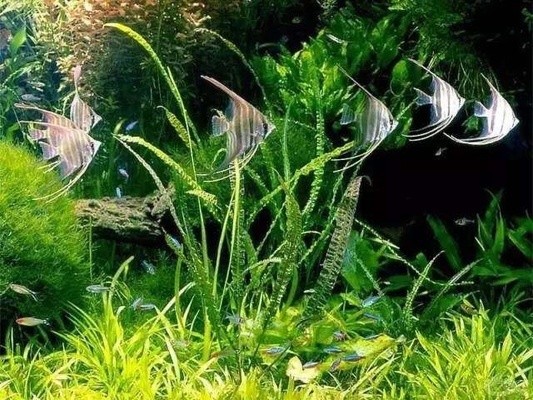 印尼紅龍魚多大發(fā)色好看啊圖片（印尼紅龍魚多大發(fā)色好看啊圖片大全）