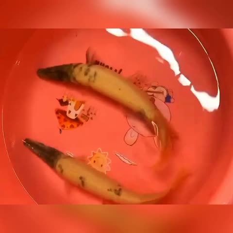 龍魚檢疫