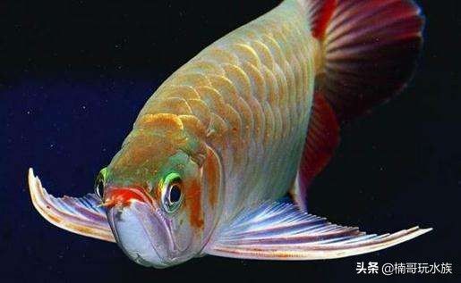 龍魚風水寓意