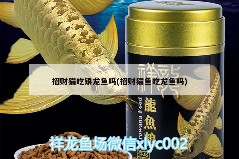 招財貓吃銀龍魚嗎(招財貓魚吃龍魚嗎)