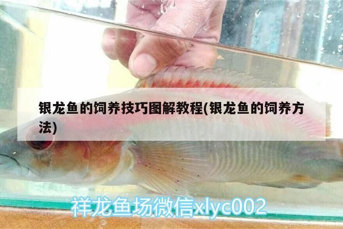 銀龍魚的飼養技巧圖解教程(銀龍魚的飼養方法)