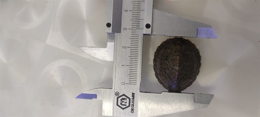 先剃刀第 33 天