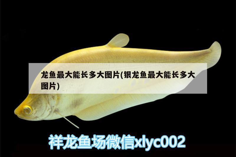 龍魚最大能長多大圖片(銀龍魚最大能長多大圖片)