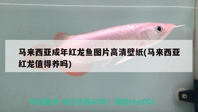 馬來西亞成年紅龍魚圖片高清壁紙(馬來西亞紅龍值得養嗎)