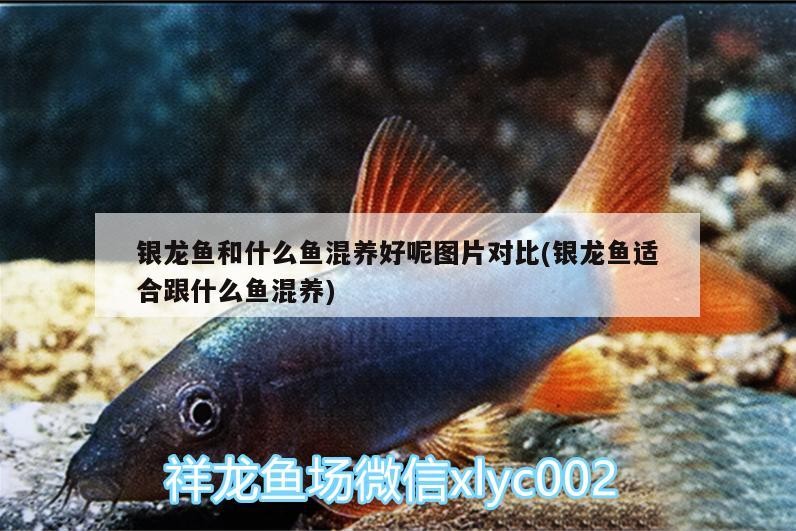 銀龍魚和什么魚混養(yǎng)好呢圖片對(duì)比(銀龍魚適合跟什么魚混養(yǎng))