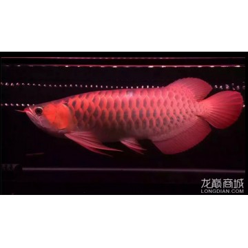 50公分的紅龍魚