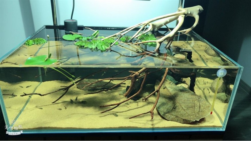 大型原生魚缸造景教學視頻全集：原生缸造景基礎知識