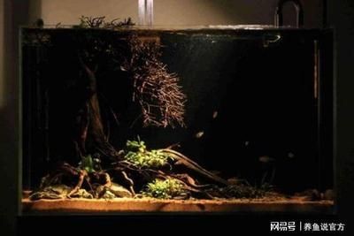 大型原生魚缸造景教學視頻全集：原生缸造景基礎知識