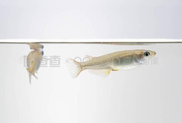 白色的魚缸底用什么顏色：如何選擇魚缸底色