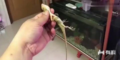 金龍魚吃壁虎有好處嗎
