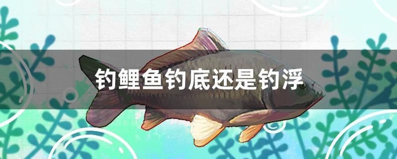 龍魚干蝦有營養嗎 釣鯉魚釣底還是釣浮 森森魚缸 釣鯉魚釣底還是釣浮 釣鯉魚釣底還是釣浮 森森魚缸