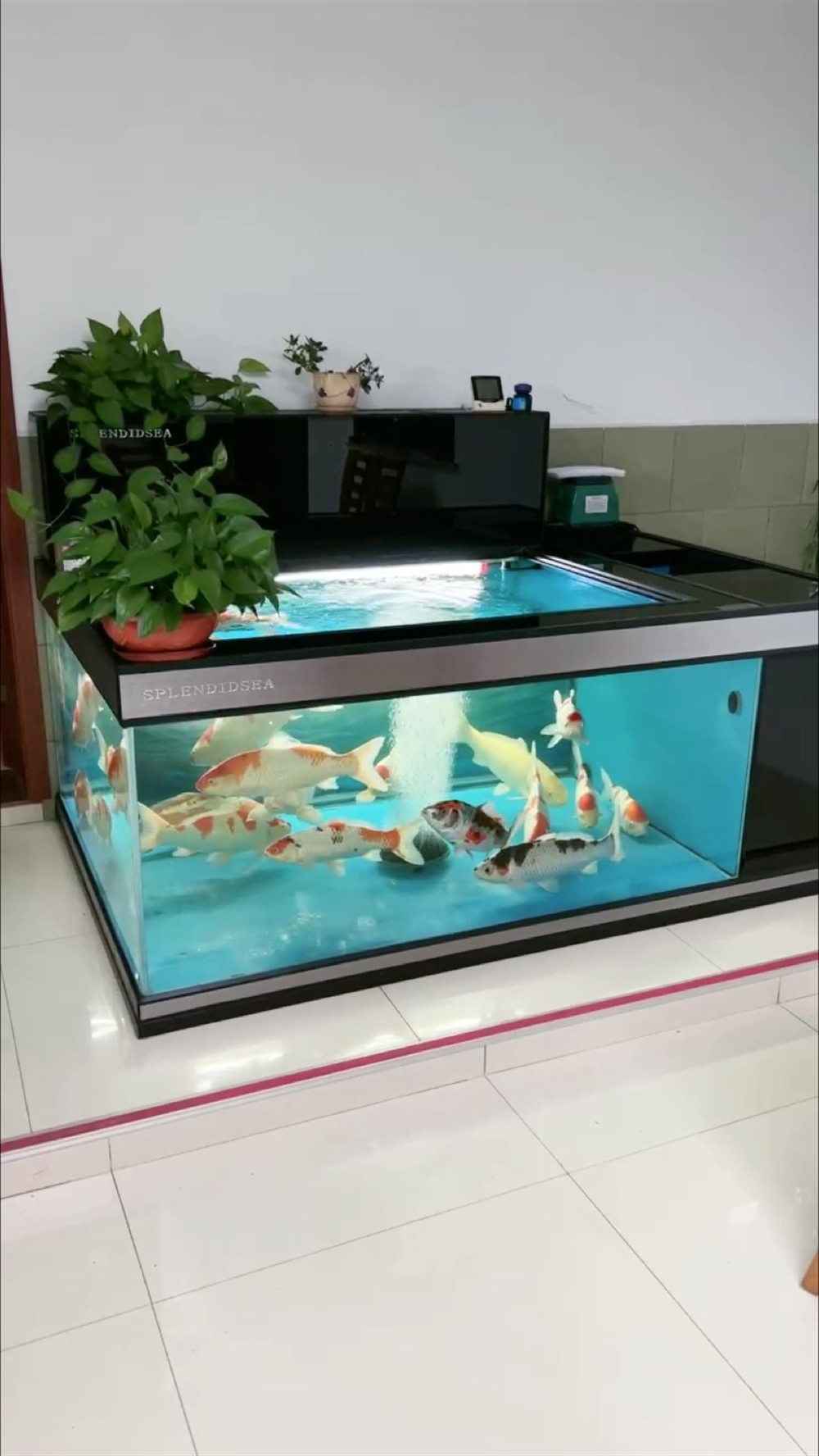 水清魚(yú)亮