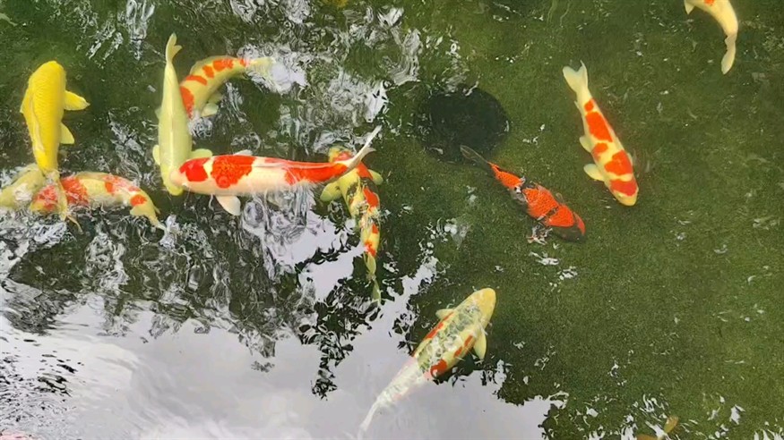 秋天的魚(yú)池