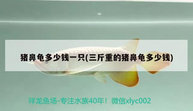 豬鼻龜多少錢一只(三斤重的豬鼻龜多少錢)