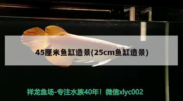 45厘米魚缸造景(25cm魚缸造景)