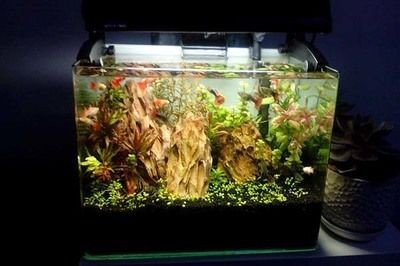 把魚缸送人后如何補救：風水魚缸送人后的補救方法是什么魚缸送人后的補救方法