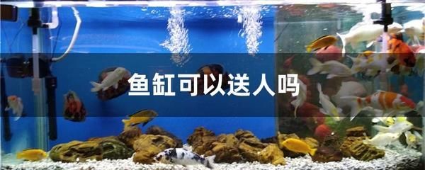 把魚缸送人后如何補救：風水魚缸送人后的補救方法是什么魚缸送人后的補救方法