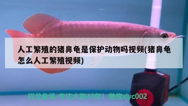 人工繁殖的豬鼻龜是保護(hù)動(dòng)物嗎視頻(豬鼻龜怎么人工繁殖視頻)