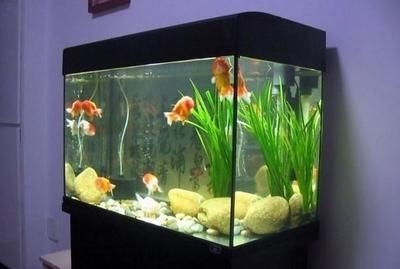 大魚缸養什么魚合適：大魚缸養魚的建議
