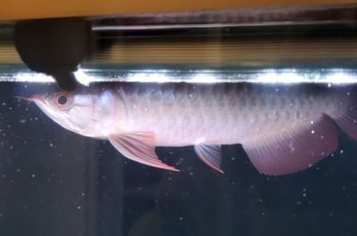 龍魚20度能活嗎