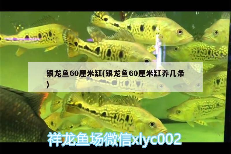 銀龍魚60厘米缸(銀龍魚60厘米缸養幾條)
