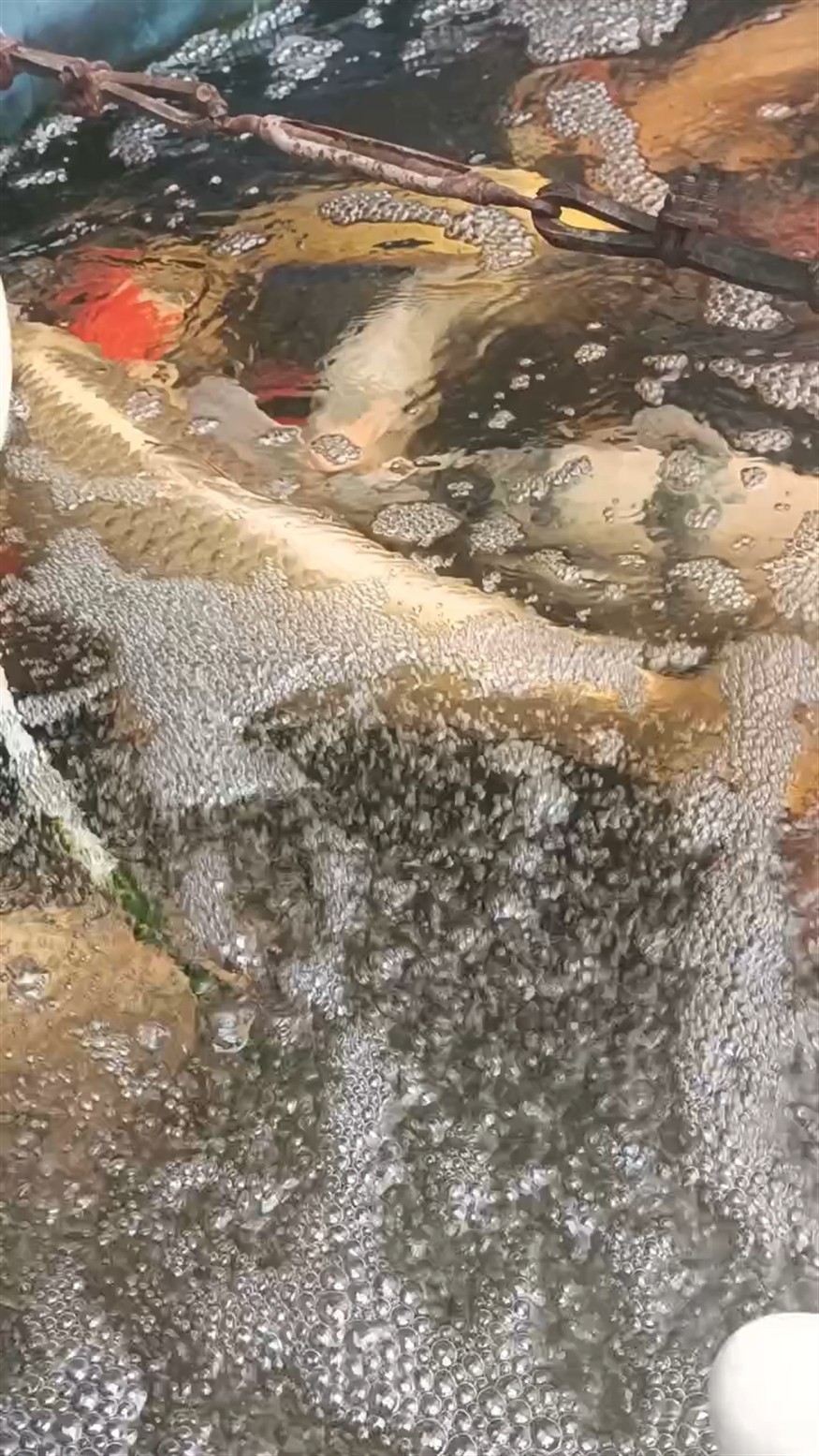 水溫22度狀態(tài)不錯