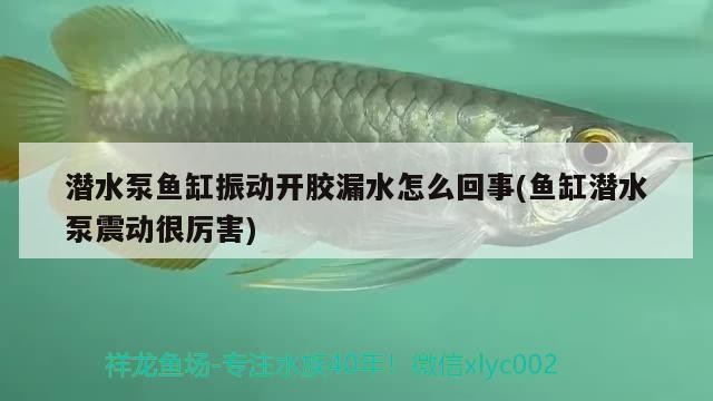 潛水泵魚缸振動開膠漏水怎么回事(魚缸潛水泵震動很厲害)